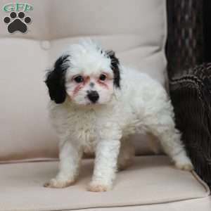 Jordan, Cavapoo Puppy